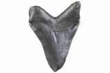 Serrated, Fossil Megalodon Tooth - South Carolina #371959-1